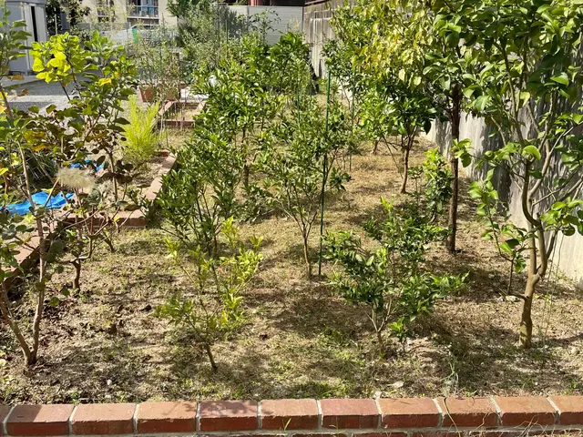 シーズン到来ご予約、お問い合わせ急増中！お庭のお手入れお任せ下さい☆サービスの画像