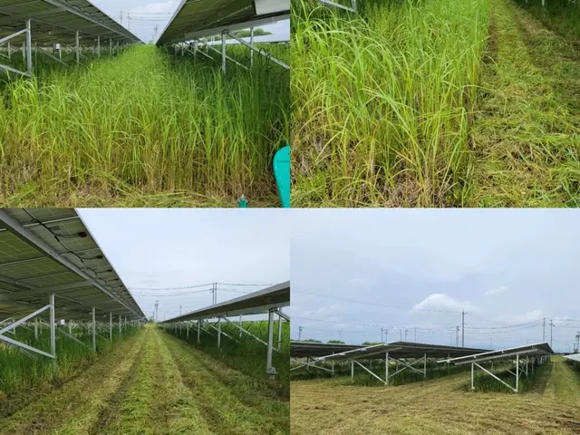 ☆日曜日限定価格☆若い力で解決！芝刈り、お庭　太陽光用地、空家、空地お任せ下さいサービスの画像