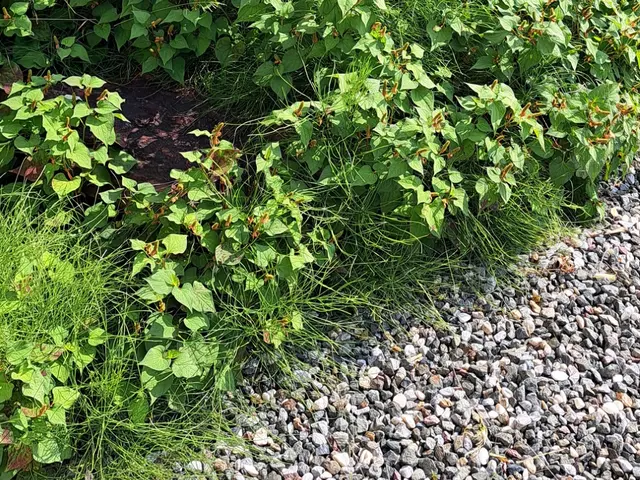 面倒な草取り、お任せ下さい◎手取り除草やります！サービスの画像