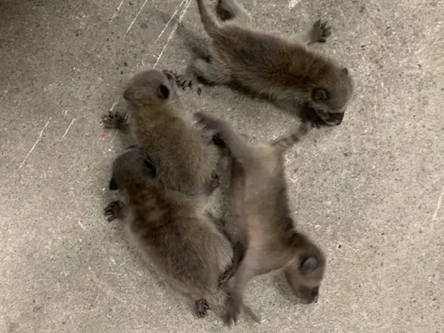 ☆小さなお子様やペットのいるご家庭にも安心、安全な施工☆見積無料☆相見積り歓迎☆サービスの画像