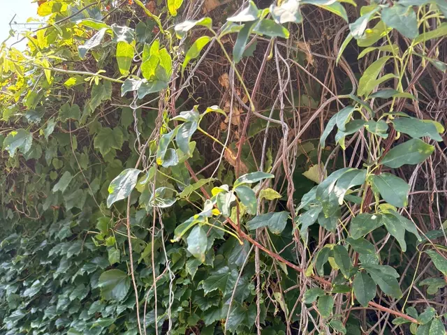 見た目スッキリ、住まいスッキリ。ツタのない安心をサービスの画像