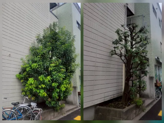 【越境枝・落ち葉問題を解決】事前の説明とご近所に配慮した丁寧な作業をお約束！サービスの画像