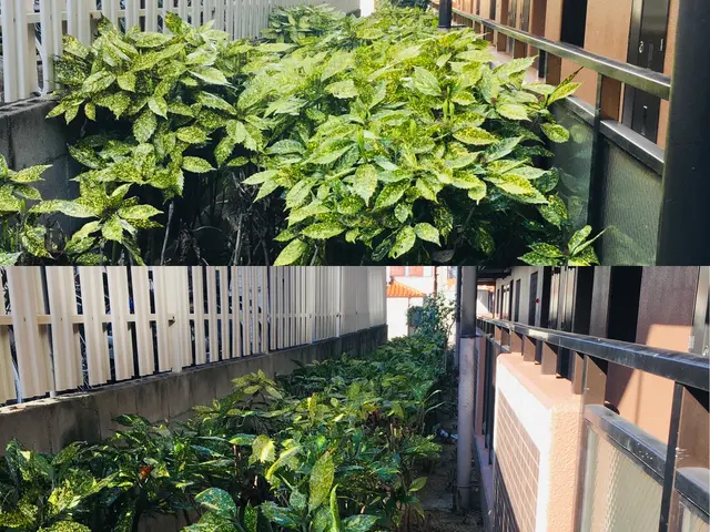 業歴19年以上★少量からでも大歓迎★緑や庭のことならお任せ下さい★一級造園技能士サービスの画像