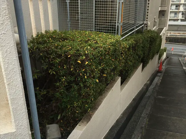 業歴19年以上★少量からでも大歓迎★緑や庭のことならお任せ下さい★一級造園技能士サービスの画像