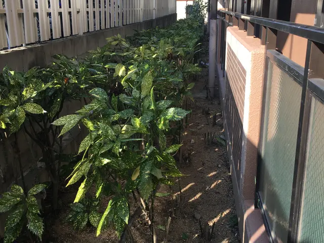 業歴19年以上★少量からでも大歓迎★緑や庭のことならお任せ下さい★一級造園技能士サービスの画像