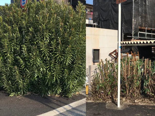 業歴19年以上★少量からでも大歓迎★緑や庭のことならお任せ下さい★一級造園技能士サービスの画像