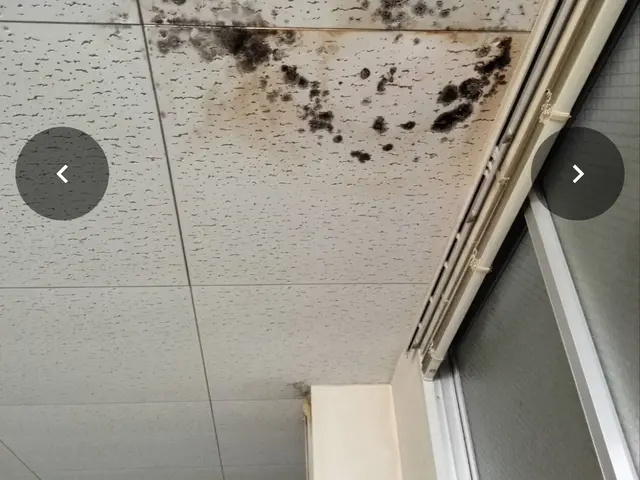 壁紙張替え/猫対策/傷穴補修/壁紙ペイント/アクセントクロス/剥がせる壁紙張り/サービスの画像