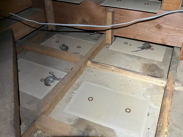 【ネズミ駆除実績1万件以上】大手消毒会社10年在籍／即日対応も可／見積り調査無料サービスの画像