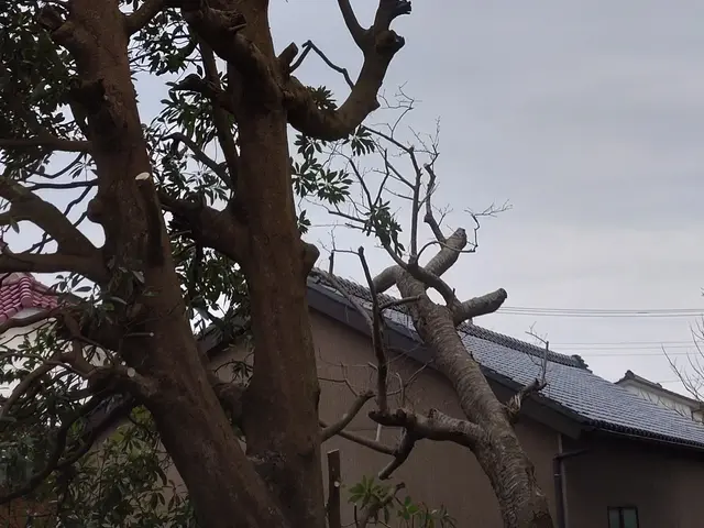 ☆業歴20年　一級造園施工管理技士が対応！【明るいお庭に致します！】☆サービスの画像