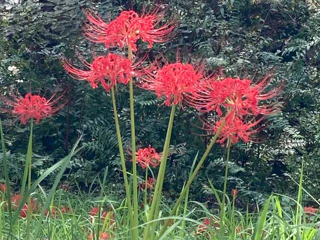 最短即日！心を込めて代行いたします。清掃、草むしり、供花、線香あげ、写真撮影。サービスの画像