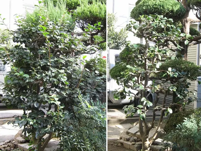 【安全でスッキリしたお庭に】職人歴23年、１級造園技能士の私がお伺いします。！サービスの画像