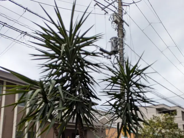 経験5年目〜27年目のSTAFFが、ご満足いただけるように心を込めて剪定します。サービスの画像