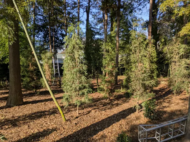 360℃パノラマ剪定！2cmの剪定。匠の技、老若男女万人受けする剪定方法！サービスの画像