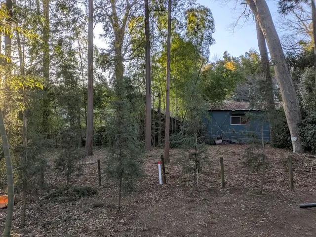 360℃パノラマ剪定！2cmの剪定。匠の技、老若男女万人受けする剪定方法！サービスの画像