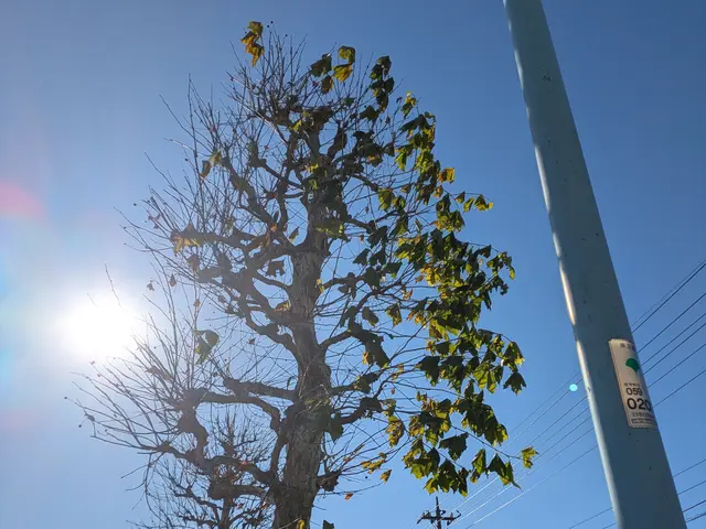 経験5年目〜27年目のSTAFFが、ご満足いただけるように心を込めて剪定します。サービスの画像