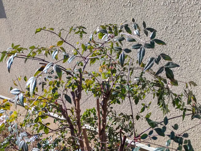 経験27年のSTAFFが、ご満足いただけるように心を込めて剪定します。サービスの画像