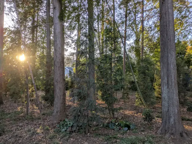 360℃パノラマ剪定！2cmの剪定。匠の技、老若男女万人受けする剪定方法！サービスの画像