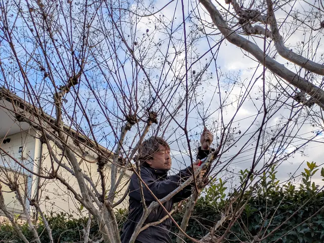 経験27年のSTAFFが、ご満足いただけるように心を込めて剪定します。サービスの画像