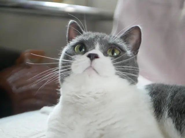 帰宅が遅くなる・ご旅行中のお世話 • ペットホテルは不安♪お気軽にご相談くださいサービスの画像