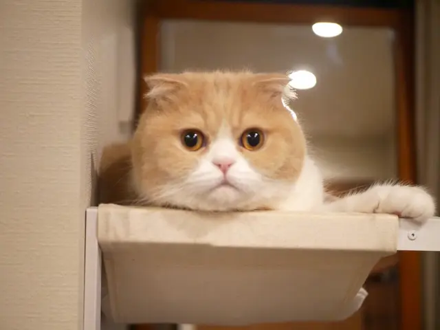 帰宅が遅くなる・ご旅行中のお世話 • ペットホテルは不安♪お気軽にご相談くださいサービスの画像