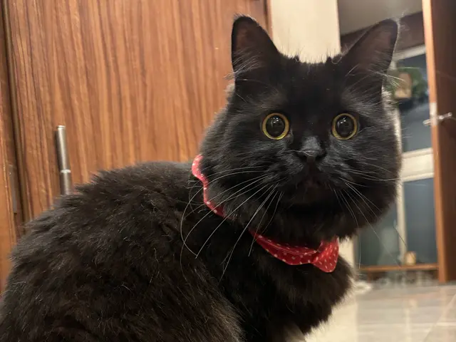 帰宅が遅くなる・ご旅行中のお世話 • ペットホテルは不安♪お気軽にご相談くださいサービスの画像