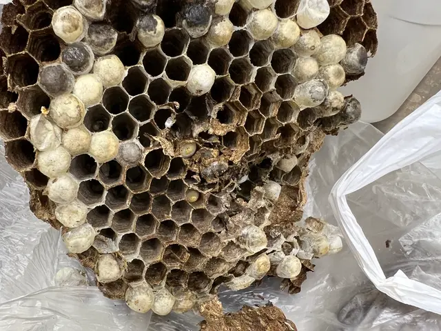 スズメバチ巣1個9,500円　高所、大きさ５０㌢以上は相談下さい（即日対応可能）サービスの画像