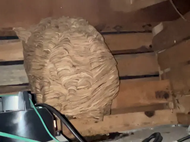 スズメバチ巣1個9,500円　高所、大きさ５０㌢以上は相談下さい（即日対応可能）サービスの画像