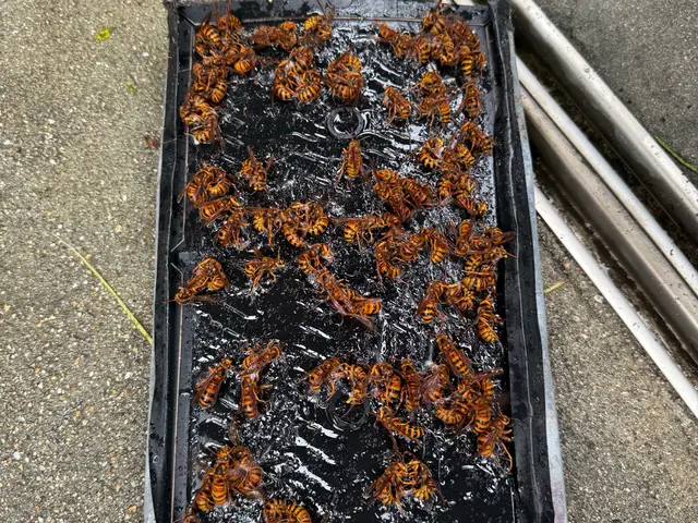 蜂駆除◉関西一円対応 即日対応OK★頼んで満足、安心施工サービスの画像