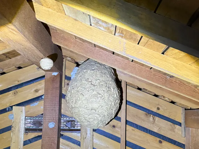 蜂駆除◉関西一円対応 即日対応OK★頼んで満足、安心施工サービスの画像