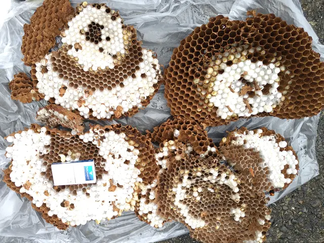 【即日対応時間空有】店長訪問/家全体調査無料☆アシナガ蜂8000円サービスの画像