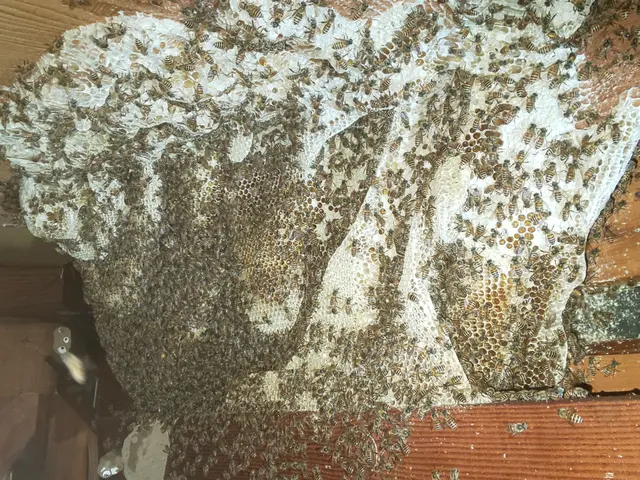 【即日対応時間空有】店長訪問/家全体調査無料☆アシナガ蜂8000円サービスの画像