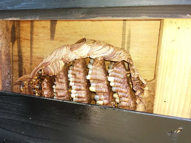 【即日対応時間空有】店長訪問/家全体調査無料☆アシナガ蜂8000円サービスの画像