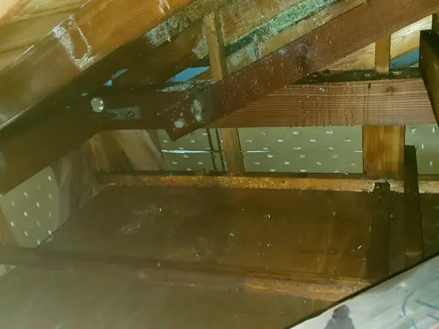 【即日対応時間空有】店長訪問/家全体調査無料☆アシナガ蜂8000円サービスの画像