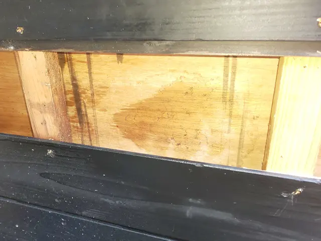 【即日対応時間空有】店長訪問/家全体調査無料☆アシナガ蜂8000円サービスの画像