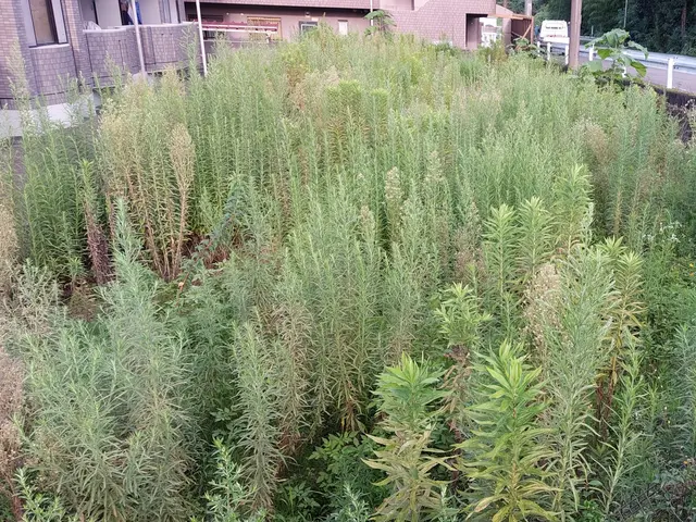 草刈り　お任せください！サービスの画像