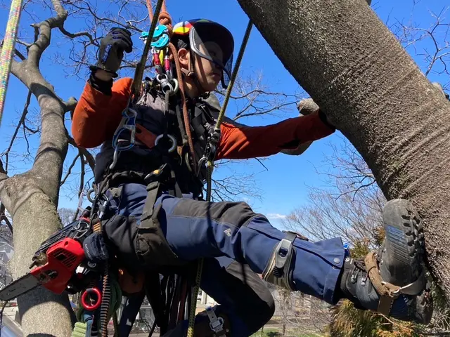 【テレビにも出ました◎】店長が木に登って伐採◎高さを問わない伐採サービスサービスの画像