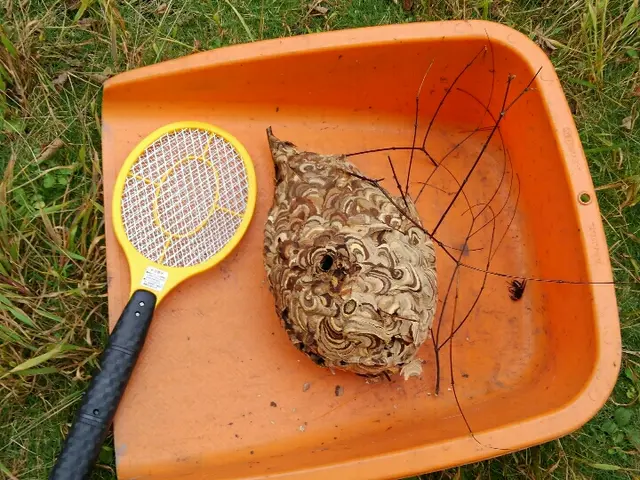 ★藤沢市近郊なら再駆除を１回のみ無料で対応します。スズメバチは3000円増しだけサービスの画像