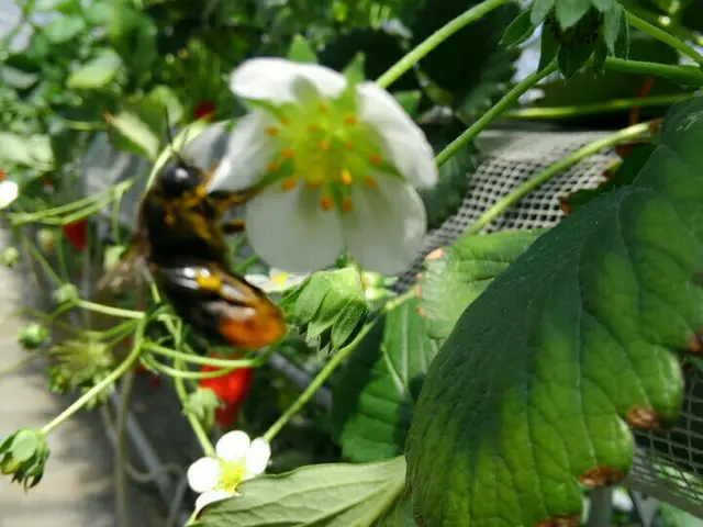 ★藤沢市近郊なら再駆除を１回のみ無料で対応します。スズメバチは3000円増しだけサービスの画像