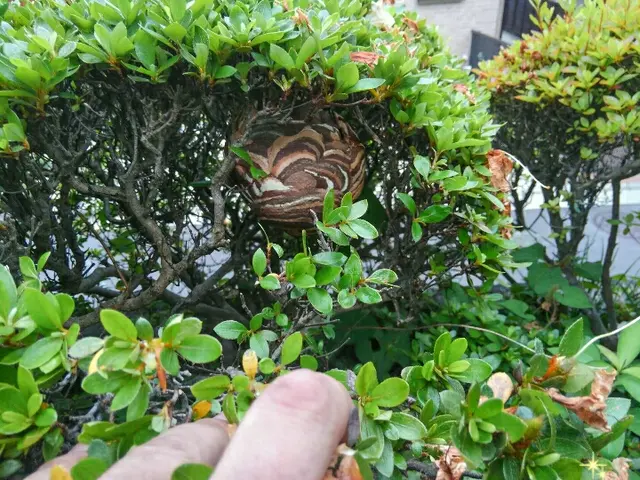 ★藤沢市近郊なら再駆除を１回のみ無料で対応します。スズメバチは3000円増しだけサービスの画像