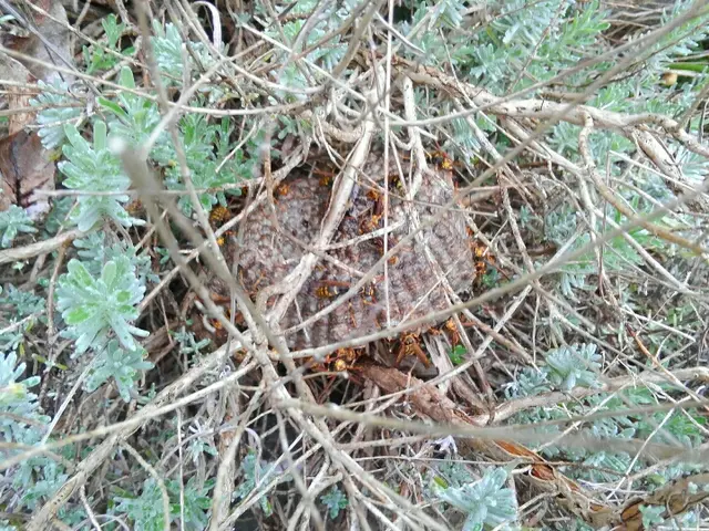 ★藤沢市近郊なら再駆除を１回のみ無料で対応します。スズメバチは3000円増しだけサービスの画像