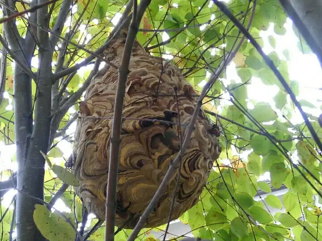 ★藤沢市近郊なら再駆除を１回のみ無料で対応します。スズメバチは3000円増しだけサービスの画像