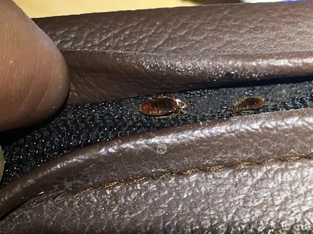 【多摩のトコジラミ専門業者】3回施工×薬剤6種で完全駆除！ホテル対応！再発保証付サービスの画像