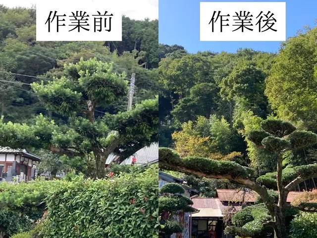 仕事の早さ◎クレカ対応OK◎丁寧で自然な仕上がり◎庭木1本からでもお任せくださいサービスの画像