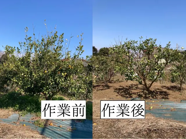 仕事の早さ◎クレカ対応OK◎丁寧で自然な仕上がり◎庭木1本からでもお任せくださいサービスの画像