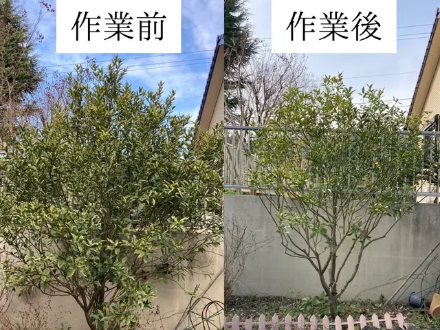 仕事の早さ◎クレカ対応OK◎丁寧で自然な仕上がり◎庭木1本からでもお任せくださいサービスの画像