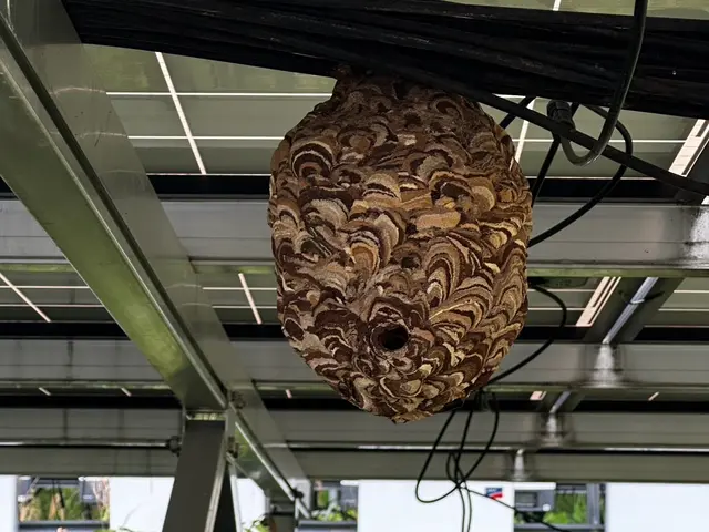 【鹿児島専門店】基本即日対応！駆除はもちろん、戻りバチ対策までセットで行います！サービスの画像