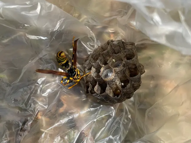 【鹿児島専門店】基本即日対応！駆除はもちろん、戻りバチ対策までセットで行います！サービスの画像