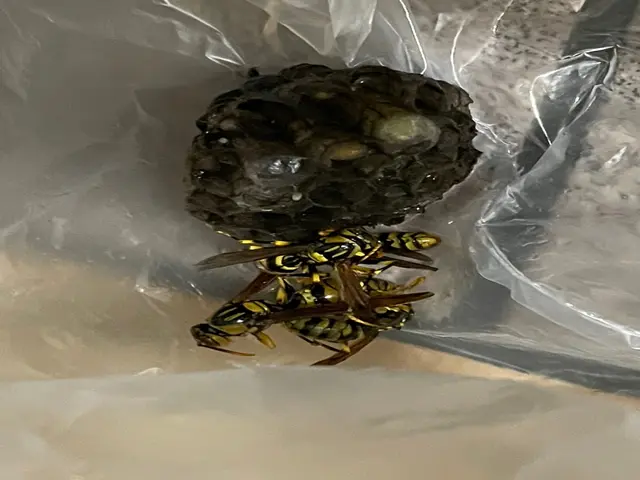 【鹿児島専門店】基本即日対応！駆除はもちろん、戻りバチ対策までセットで行います！サービスの画像