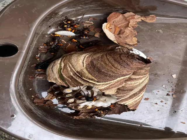 【鹿児島専門店】基本即日対応！駆除はもちろん、戻りバチ対策までセットで行います！サービスの画像