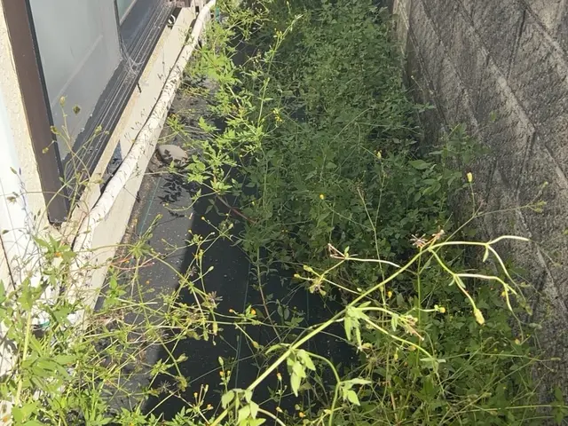 草むしり手作業サービスの画像